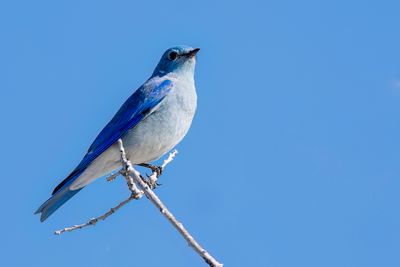 Mountain Bluebird - Bergsialia - Merlebleu azur