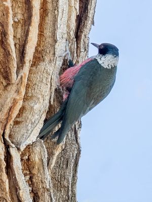 Lewis's Woodpecker - Lewis' Specht - Pic de Lewis