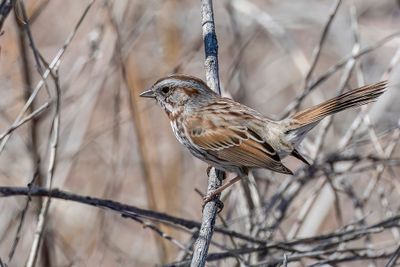Song Sparrow - Zanggors - Bruant chanteur