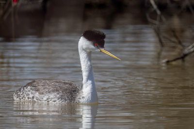 Western Grebe - Zwanenhalsfuut - Grèbe élégant