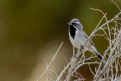 Black-throated Sparrow - Zwartkeelgors - Bruant  gorge noire