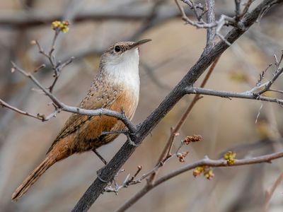 Canyon Wren - Kloofwinterkoning - Troglodyte des canyons