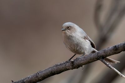 American Bushtit - Struikmees - Orite buissonnière (f)