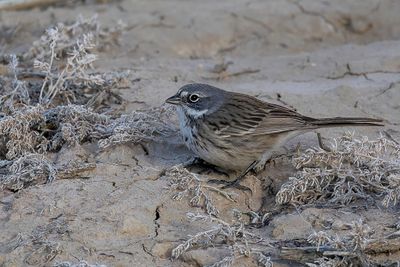 Sagebrush Sparrow - Nevadagors - Bruant des armoises