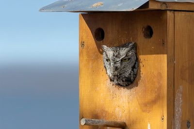 Western Screech Owl - Westelijke Schreeuwuil - Petit-duc des montagnes