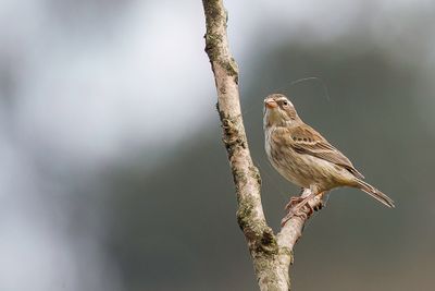 Collared Warbling Finch - Gekraagde Boomgors - Chipiu  col noir (f).