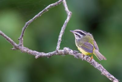Three-striped Warbler - Driestreepzanger - Paruline triligne