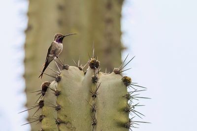 Oasis Hummingbird - Atacamakolibrie - Colibri vesper (m)