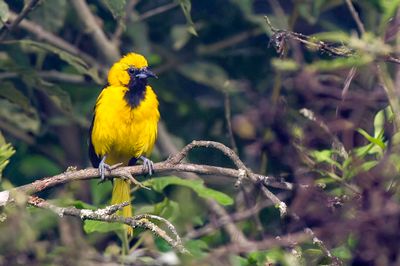 White-edged Oriole - Spiegeltroepiaal - Oriole leucoptère