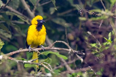 White-edged Oriole - Spiegeltroepiaal - Oriole leucoptre