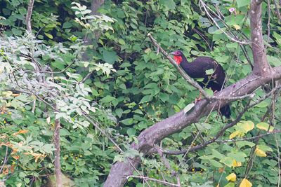 White-winged Guan - Witvleugelsjakohoen - Pénélope à ailes blanches