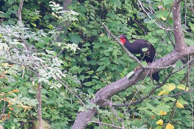 White-winged Guan - Witvleugelsjakohoen - Pnlope  ailes blanches