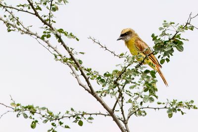 Baird's Flycatcher - Bairds Tiran - Tyran de Baird