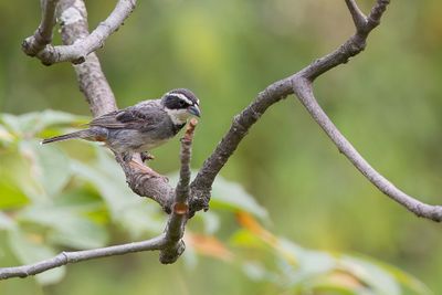 Collared Warbling Finch - Gekraagde Boomgors - Chipiu  col noir