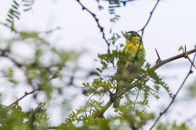 Yellow-cheeked Becard - Geelwangbekarde - Bécarde à joues jaunes