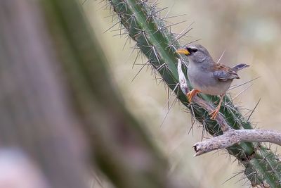 Little Inca Finch - Kleine Incagors - Chipiu de Watkins