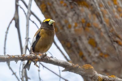Evening Grosbeak - Avonddikbek - Grosbec errant