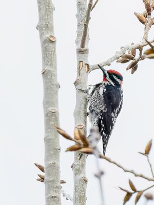 Red-naped Sapsucker - Roodneksapspecht - Pic  nuque rouge (m)
