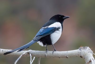 Black-billed Magpie - Amerikaanse Ekster - Pie d'Amérique