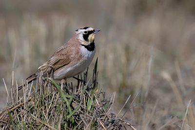 Horned Lark - Strandleeuwerik - Alouette haussecol