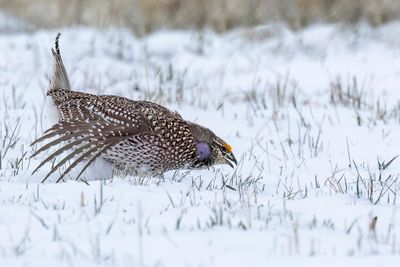 Sharp-tailed Grouse - Stekelstaarthoen - Tétras à queue fine (m)