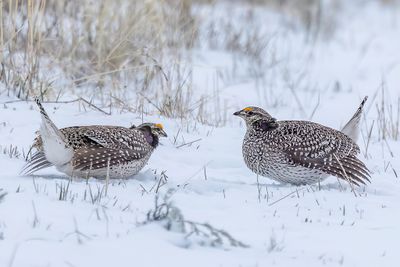 Sharp-tailed Grouse - Stekelstaarthoen - Tétras à queue fine (m)