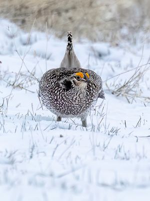 Sharp-tailed Grouse - Stekelstaarthoen - Tétras à queue fine (m)
