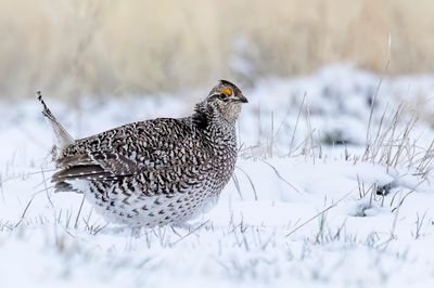 Sharp-tailed Grouse - Stekelstaarthoen - Tétras à queue fine (m)