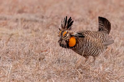 Greater Prairie Chicken - Prairiehoen - Tétras des prairies (m)