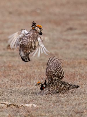 Greater Prairie Chicken - Prairiehoen - Tétras des prairies (m)