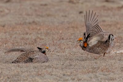 Greater Prairie Chicken - Prairiehoen - Tétras des prairies (m)