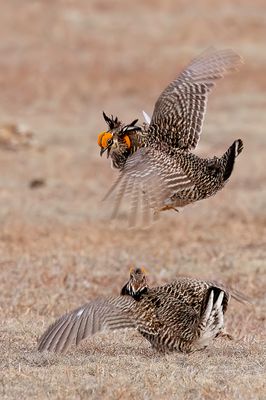Greater Prairie Chicken - Prairiehoen - Tétras des prairies (m)