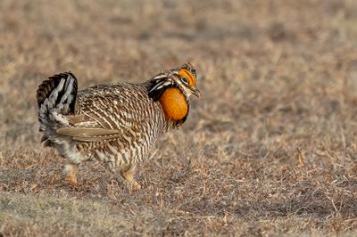 Greater Prairie Chicken - Prairiehoen - Tétras des prairies (m)