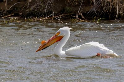 American White Pelican - Witte Pelikaan - Pélican d'Amérique
