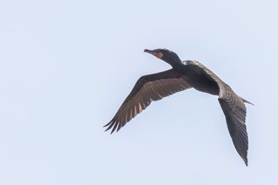 Double-crested Cormorant - Geoorde Aalscholver - Cormoran à aigrettes