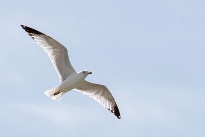 Ring-billed Gull - Ringsnavelmeeuw - Goéland à bec cerclé