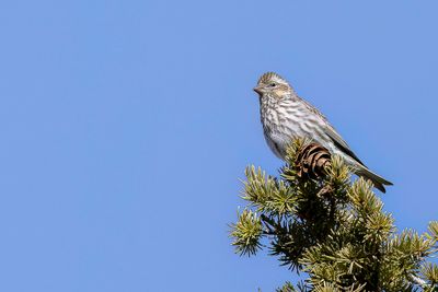 Cassin's Finch - Cassins Roodmus - Roselin de Cassin (f)