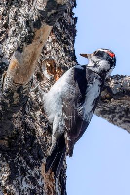 Hairy Woodpecker - Haarspecht - Pic chevelu (m)