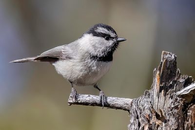 Mountain Chickadee - Gambels Mees - Mésange de Gambel