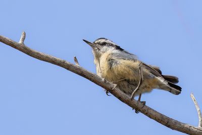 Red-breasted Nuthatch - Canadese Boomklever - Sittelle à poitrine rousse