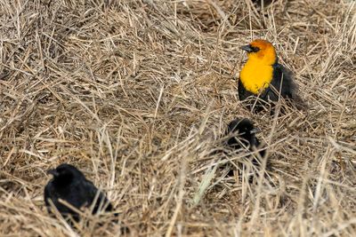 Yellow-headed Blackbird - Geelkoptroepiaal - Carouge à tête jaune (m)