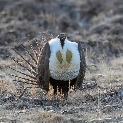 Sage Grouse - Waaierhoen - Tétras des armoises (m)