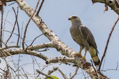 Grey-lined Hawk - Grijsgestreepte Buizerd - Buse cendrée