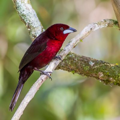 Silver-beaked Tanager - Fluweeltangare - Tangara à bec d'argent (m)