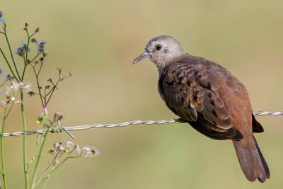 Ruddy Ground Dove - Steenduif - Colombe rousse