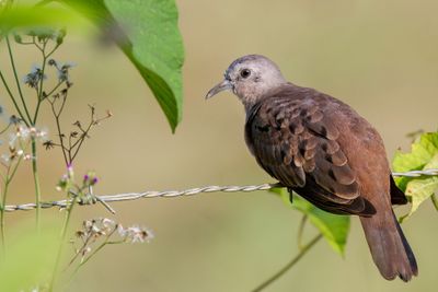 Ruddy Ground Dove - Steenduif - Colombe rousse