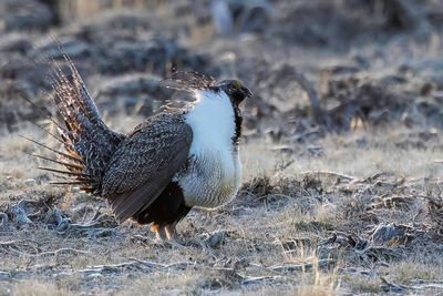 Sage Grouse - Waaierhoen - Tétras des armoises (m)