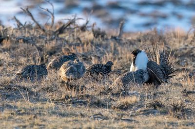 Sage Grouse - Waaierhoen - Tétras des armoises (m+f)