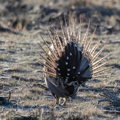 Sage Grouse - Waaierhoen - Tétras des armoises (m)