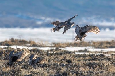Sage Grouse - Waaierhoen - Tétras des armoises (f)
